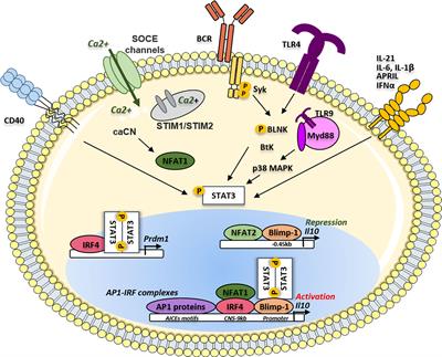 Frontiers | Molecular Mechanisms Driving IL-10- Producing B Cells ...